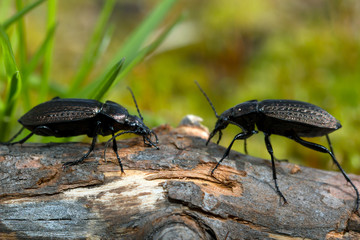 Beetle, ground beetle on nature, Green moss macro