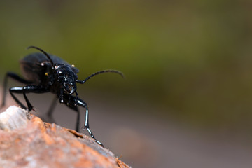 Beetle, ground beetle on nature, Green moss macro