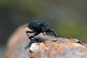 Beetle, ground beetle on nature, Green moss macro