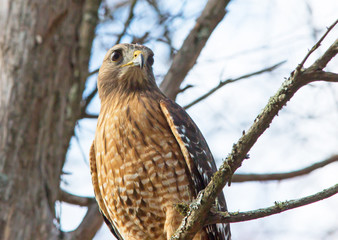Red-Shouldered Hawk Perched in a Tree