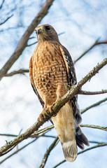 Red-Shouldered Hawk Perched in a Tree