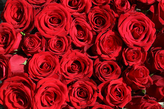 A Bouquet of wonderful red Roses closeup