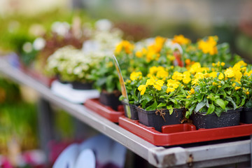 Fototapeta na wymiar Beautiful colorful flowers sold in outdoor flower shop