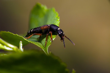 Metallic green bug on a leaf