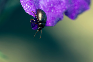 Metallic green bug on a leaf