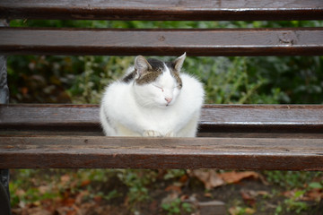 Naklejka premium The beautiful cat is sleeping on the bench in the park