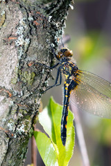 Dragonfly in the morning dew