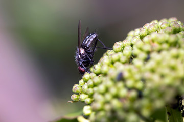 Fly sitting on camomile. Macro photo. White flower. Life of insects