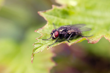 Fly sitting on camomile. Macro photo. White flower. Life of insects