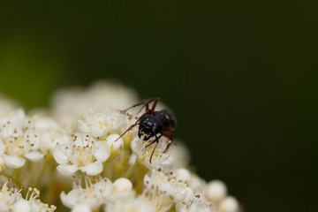 Ants on nature in the forest and green moss
