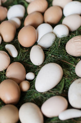 Various organic blown-out white and brown edible eggs, such as hens eggs, duck eggs, pheasant eggs in grass nest for sale at a farmers' market for easter decoration, DIY, painting or crafting