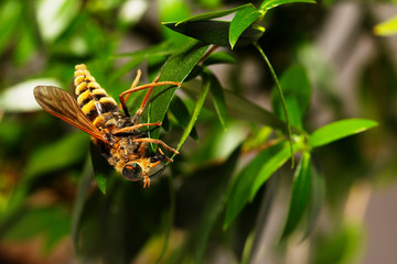 Detail of Horsefly head micro or macro photography