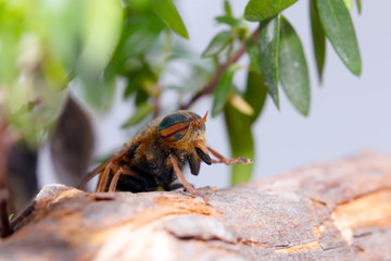 Detail of Horsefly head micro or macro photography
