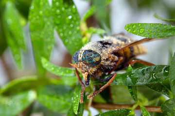Detail of Horsefly head micro or macro photography