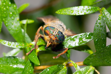 Detail of Horsefly head micro or macro photography