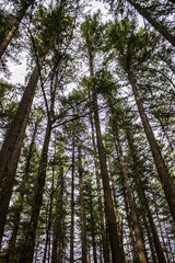 Forest at Sunset Falls, WA