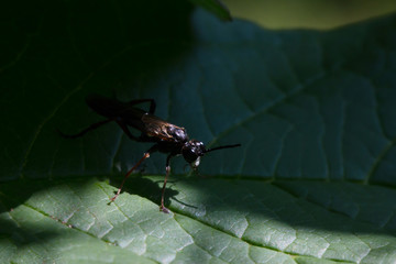 Long-billed beetle on white camomile