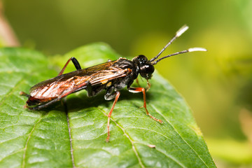 Naklejka premium Long-billed beetle on white camomile