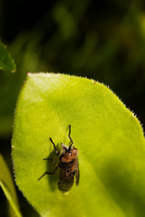Fly sitting on camomile. Macro photo. White flower. Life of insects