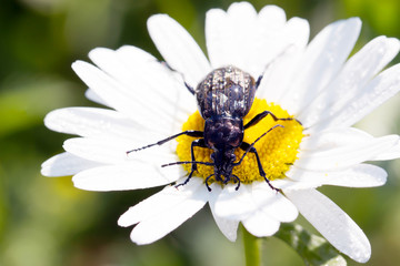 Beetle, ground beetle on nature, Green moss macro