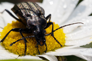 Beetle, ground beetle on nature, Green moss macro