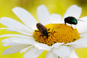 Long-billed beetle on white camomile