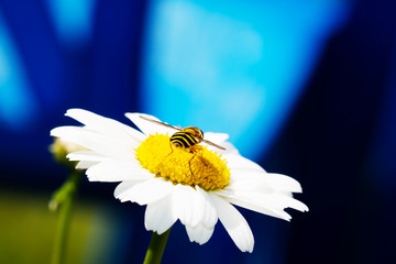 Fly sitting on camomile. Macro photo. White flower. Life of insects