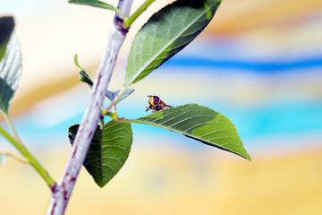 Fly sitting on camomile. Macro photo. White flower. Life of insects