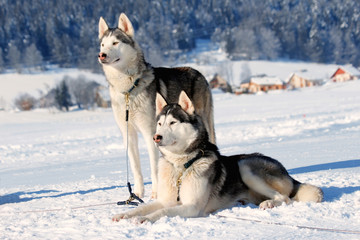 sled dogs huskies