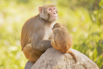Monkey protecting baby monkey 