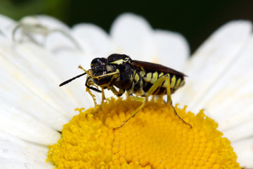 Long-billed beetle on white camomile