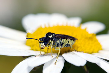 Long-billed beetle on white camomile