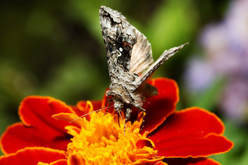 Beautiful butterfly on yellow flower