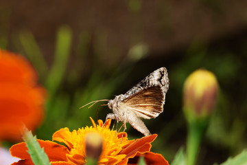 Obraz premium Beautiful butterfly on yellow flower