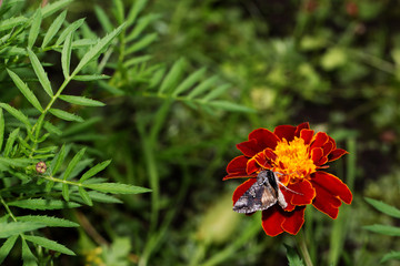 Beautiful butterfly on yellow flower