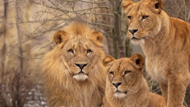 Southwest African lion family