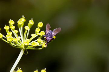 Fly sitting on camomile. Macro photo. White flower. Life of insects
