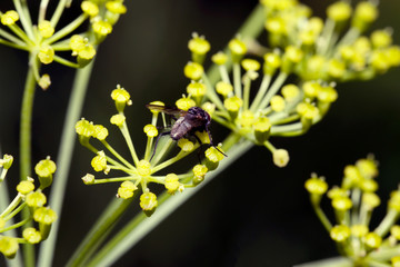Fly sitting on camomile. Macro photo. White flower. Life of insects