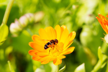 Fly sitting on camomile. Macro photo. White flower. Life of insects