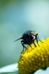 Fly sitting on camomile. Macro photo. White flower. Life of insects