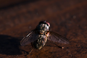 Fly sitting on camomile. Macro photo. White flower. Life of insects