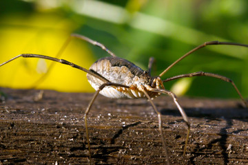 Spider and its prey