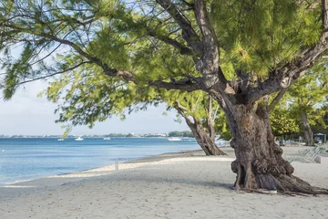 Cercles muraux Plage de Seven Mile, Grand Cayman Casuarina Pine Trees on Seven Mile Beach