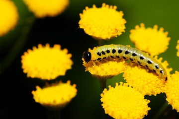 Yellow caterpillar on a flower