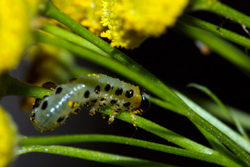 Yellow caterpillar on a flower