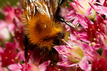 Bumble Bee collecting pollen from red dahlia flower.
