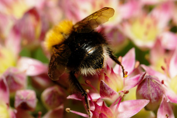 Bumble Bee collecting pollen from red dahlia flower.