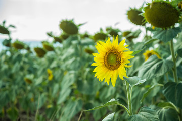 Field with sunflowers