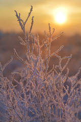Frozen meadow plant, natural vintage russian winter background, macro image with sun shining