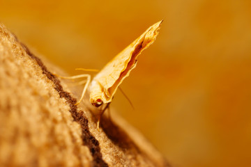 Butterfly with open wings in a top view as a flying migratory insect butterflies that represents summer and the beauty of nature.